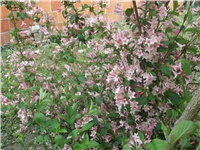 6b82caf9-Picture 013.jpg